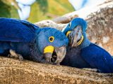 10 Najpopularniejszych papug