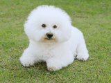 Bichon frise