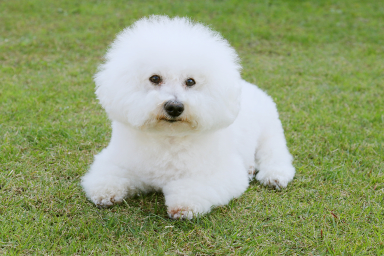 Bichon frise
