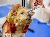 Creative dog grooming