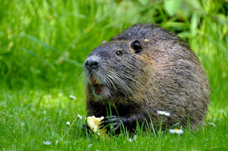 Nutria amerykańska