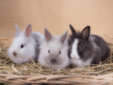 Opieka nad króliczkiem miniaturowym