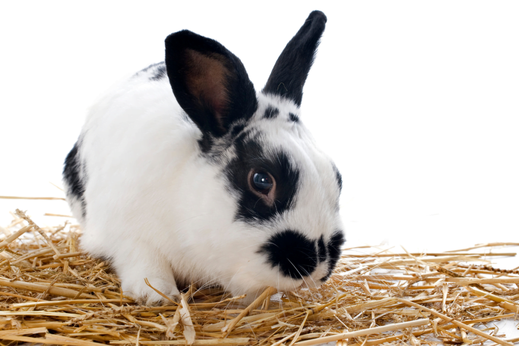Żywienie i zdrowie króliczka miniaturowego