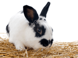Żywienie i zdrowie króliczka miniaturowego