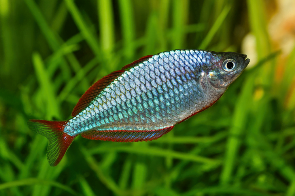 10 Najciekawszych ryb akwariowych - Tęczanka Parkinsona