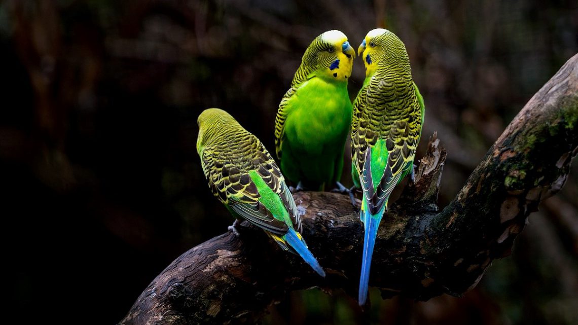 5 Ciekawostek o papużkach falistych