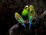 5 Ciekawostek o papużkach falistych
