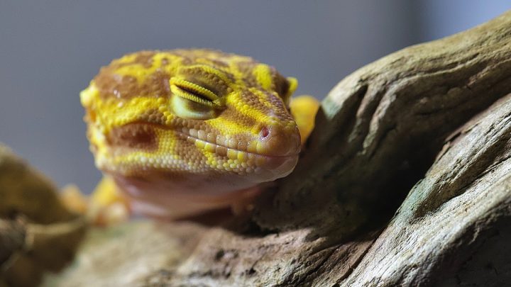 Gekon