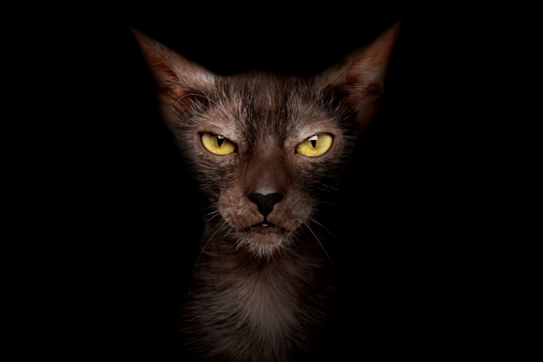 Lykoi