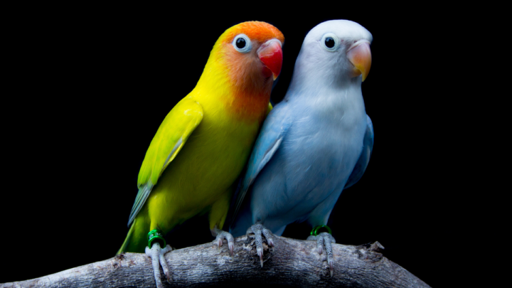 5 Ciekawostek o papużkach nierozłączkach