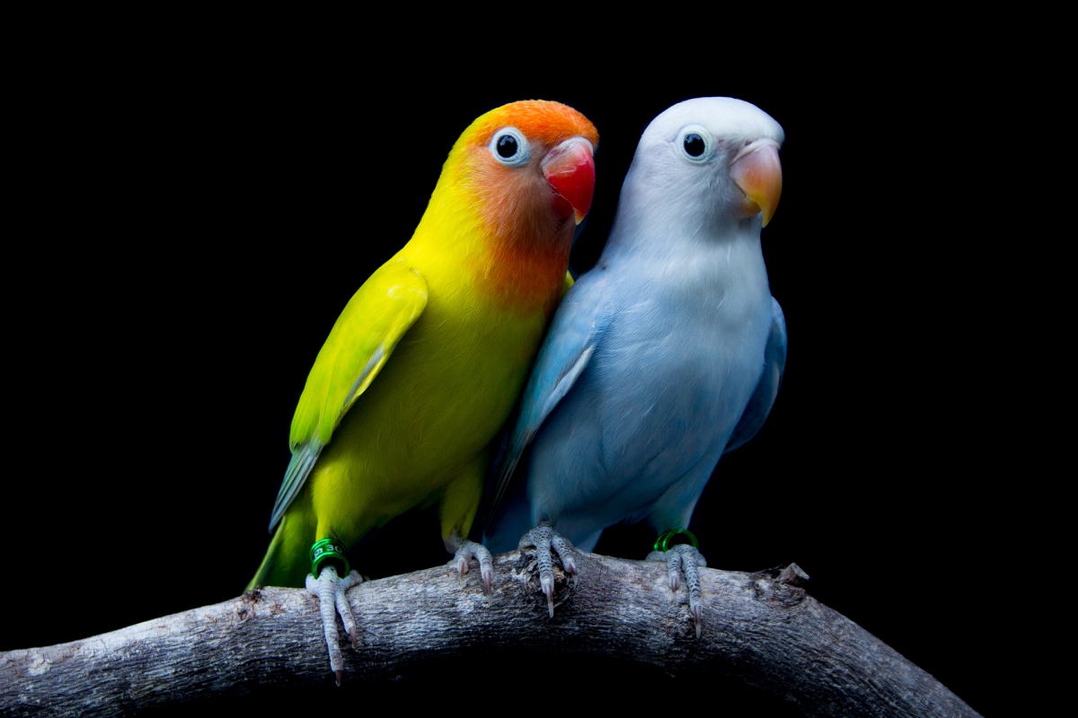 5 Ciekawostek o papużkach nierozłączkach
