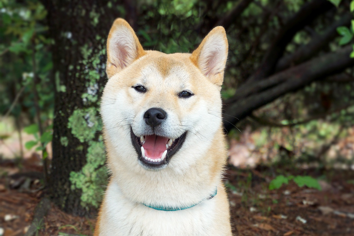Hachiko, pies który czekał Wierny Hachiko GeoZoo