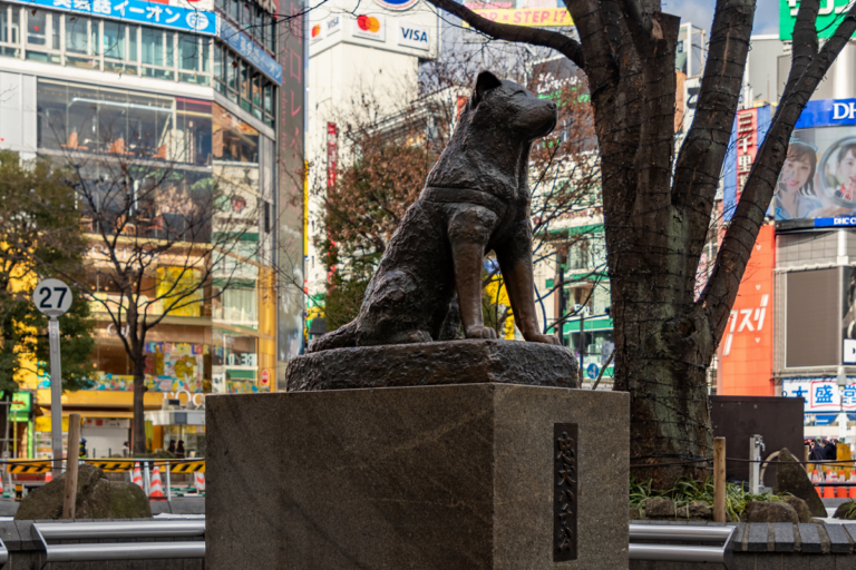 Hachiko, pies który czekał Wierny Hachiko GeoZoo