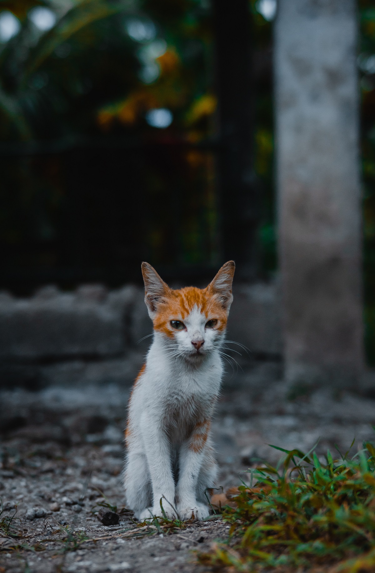 Kot Jawajski Charakter I Temperament GeoZoo Kot Jawajski Charakter I Temperament GeoZoo