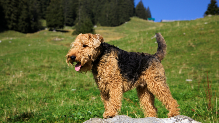 Terier walijski