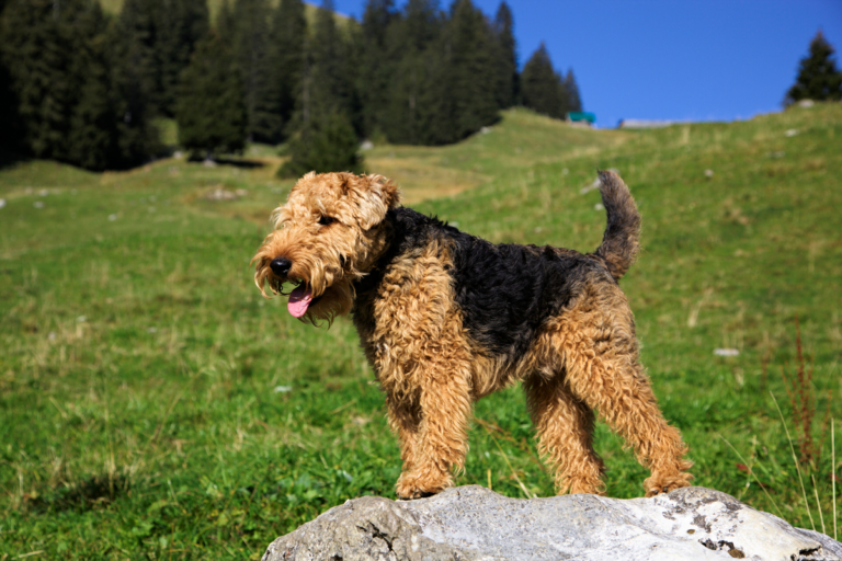 Terier walijski