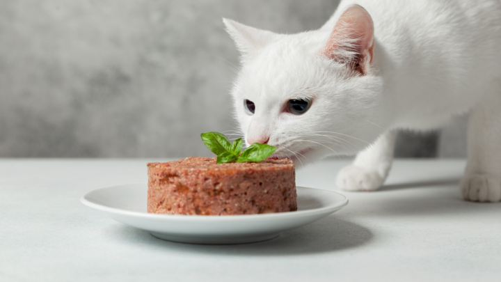 Zdrowe żywienie kotów