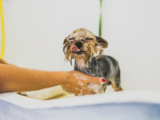 12 Zasad prawidłowej opieki nad psem