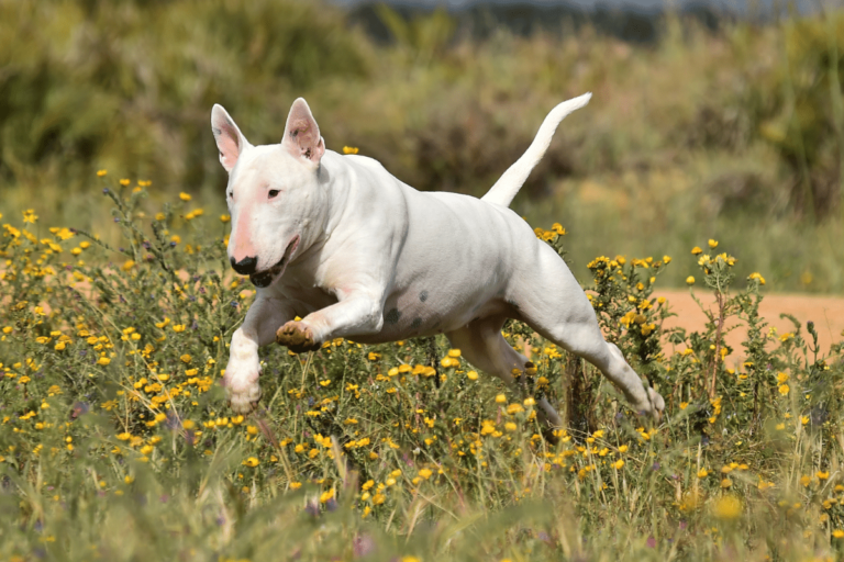 Bullterrier