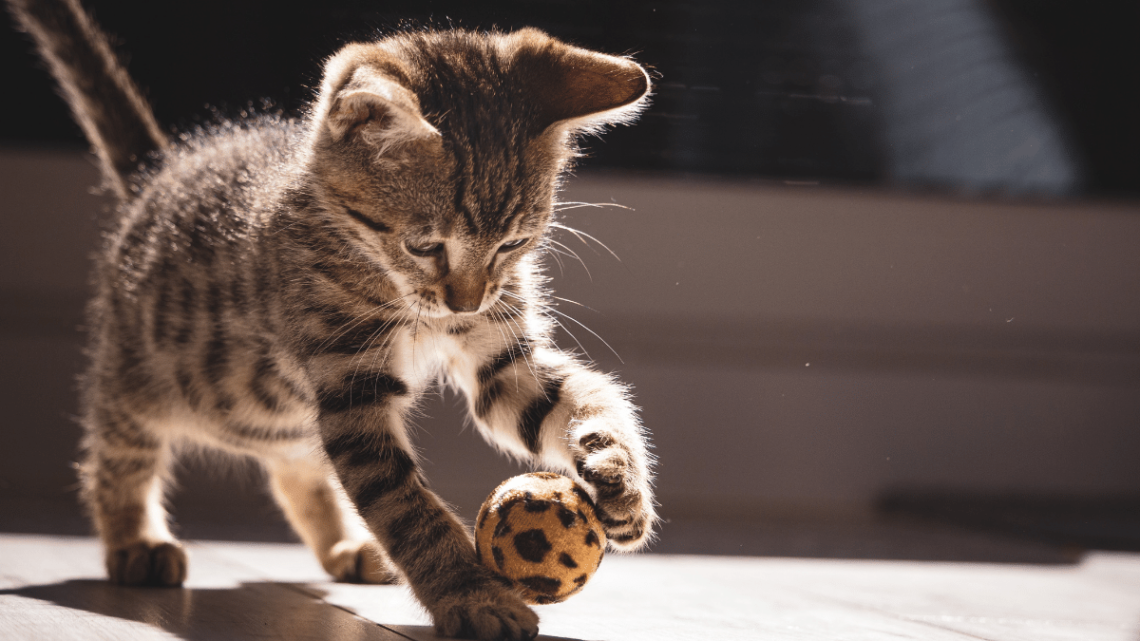 12 Zasad prawidłowej opieki nad kotami