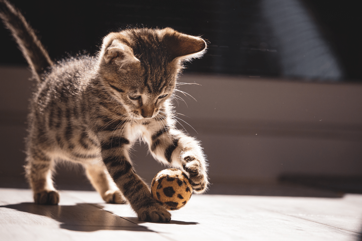 12 Zasad prawidłowej opieki nad kotami