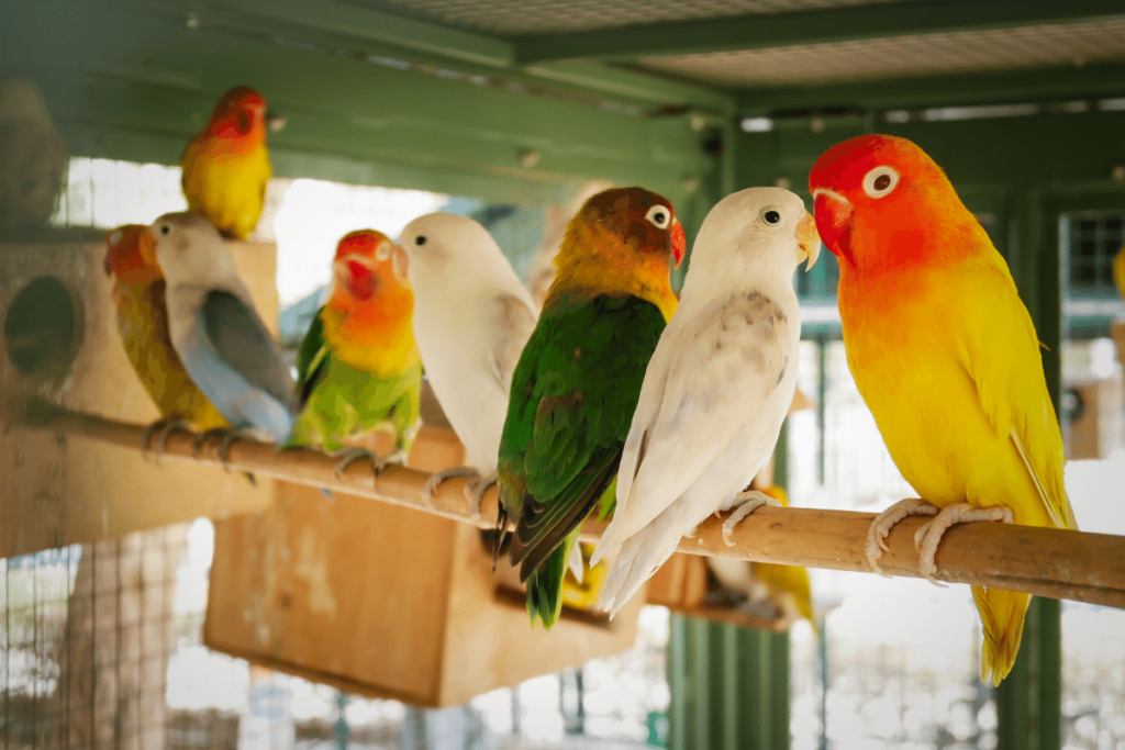 12 Zasad prawidłowej opieki nad ptakami