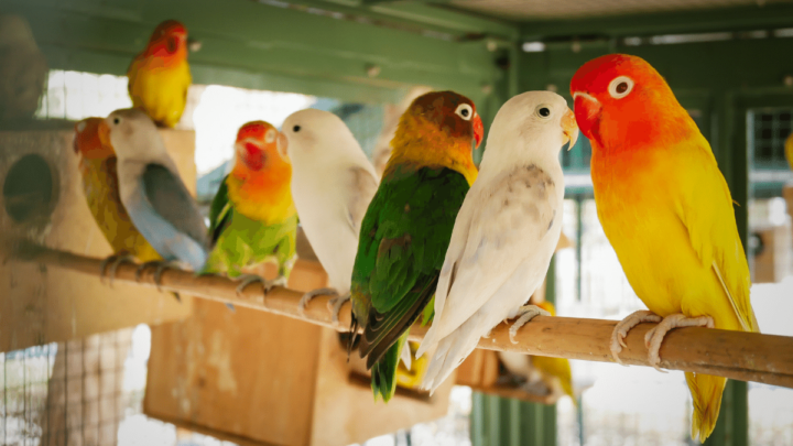 12 Zasad prawidłowej opieki nad ptakami