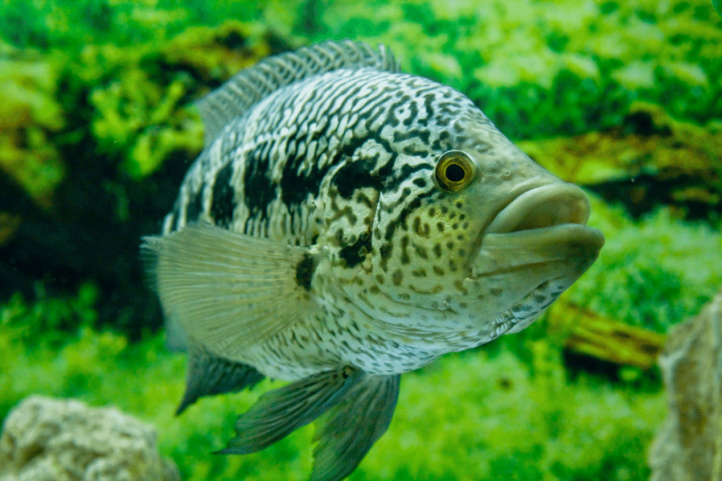 5 Agresywnych ryb akwariowych - Pielęgnica managuańska