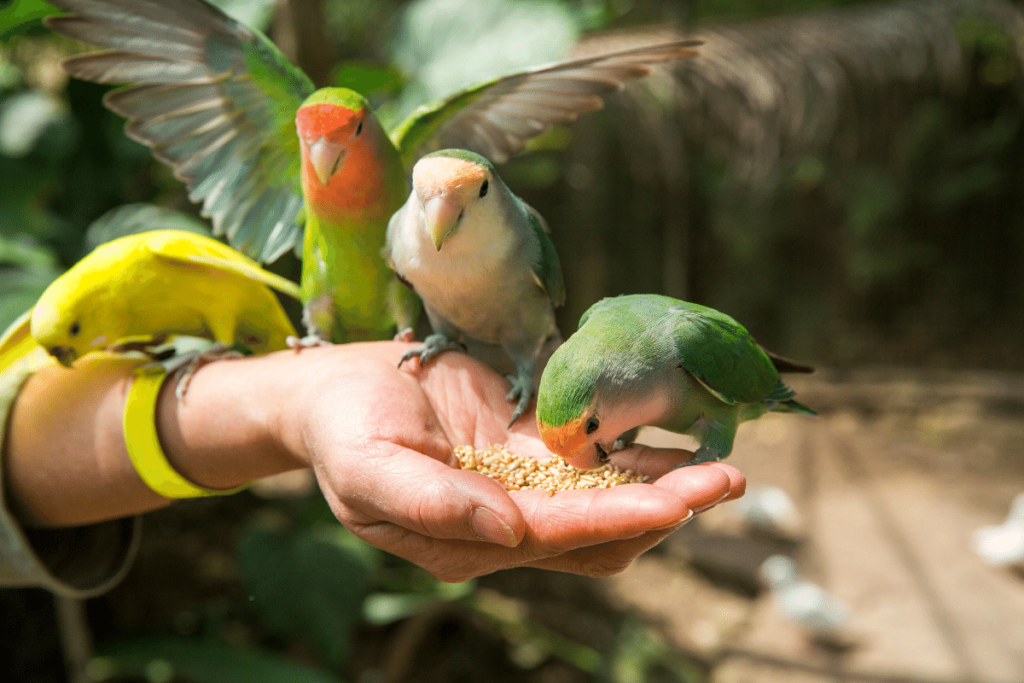 7 Zasad prawidłowego żywienia ptaków