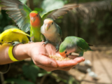 7 Zasad prawidłowego żywienia ptaków