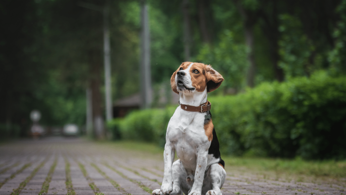 Beagle Beagle
