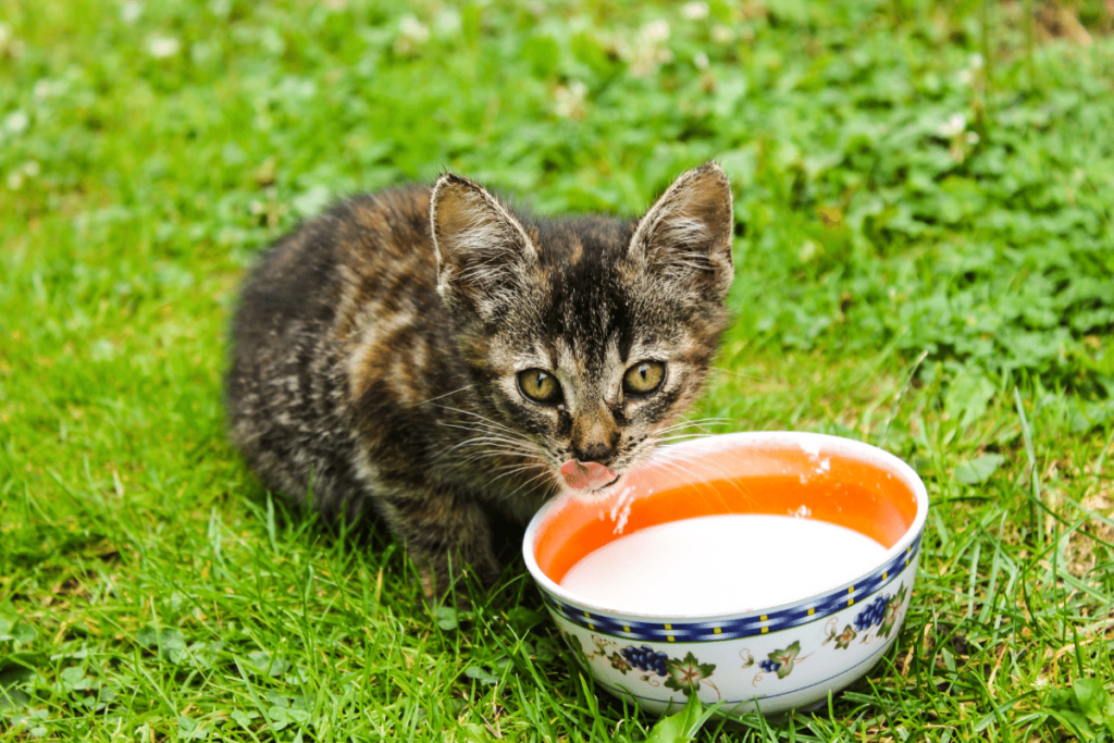 Czy koty piją mleko?