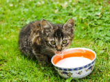Czy koty piją mleko?