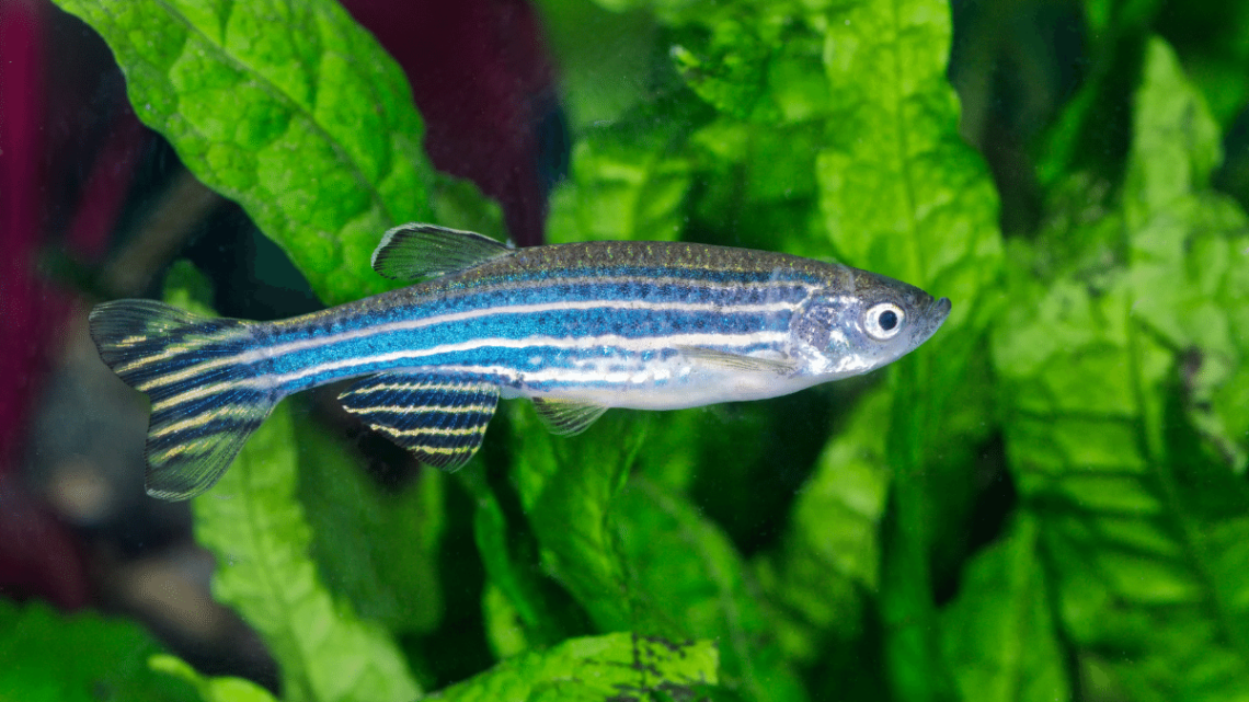 Danio pręgowany Danio pręgowany