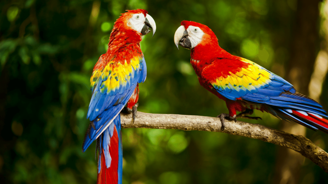 Najbardziej kolorowe ptaki