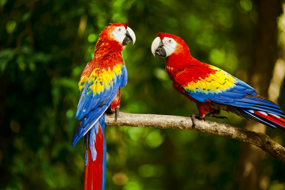 Najbardziej kolorowe ptaki