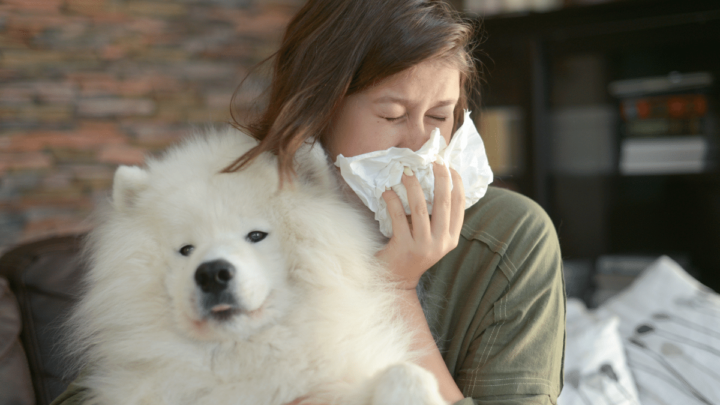 Psy dla alergików