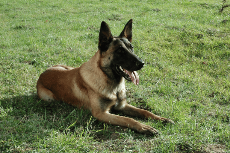Malinois