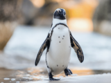 Żywienie i zdrowie pingwinów