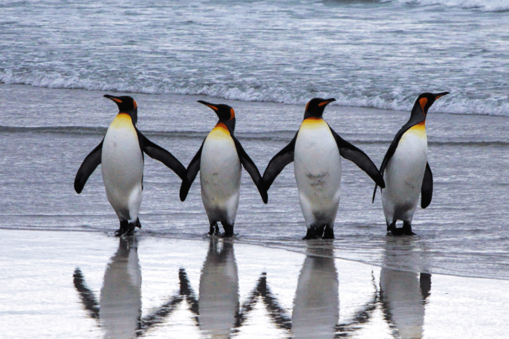 Żywienie i zdrowie pingwinów