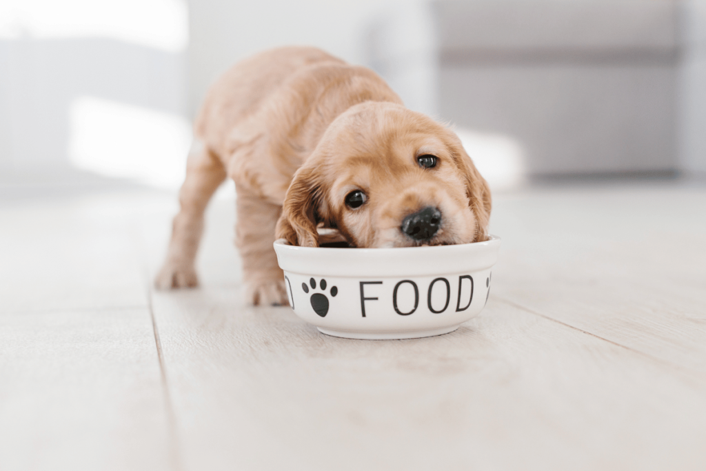7 Zasad prawidłowego żywienia psów