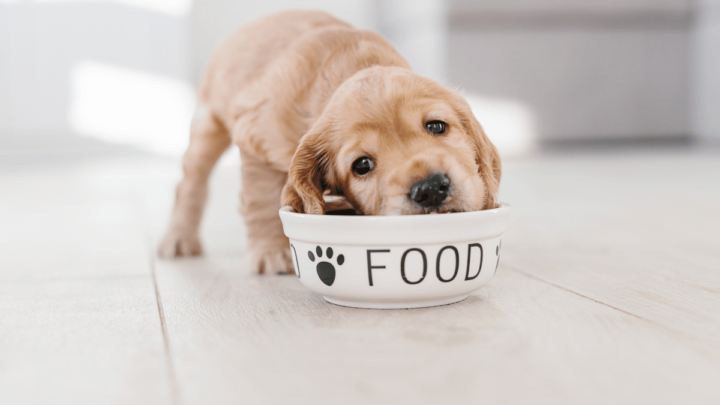 7 Zasad prawidłowego żywienia psów