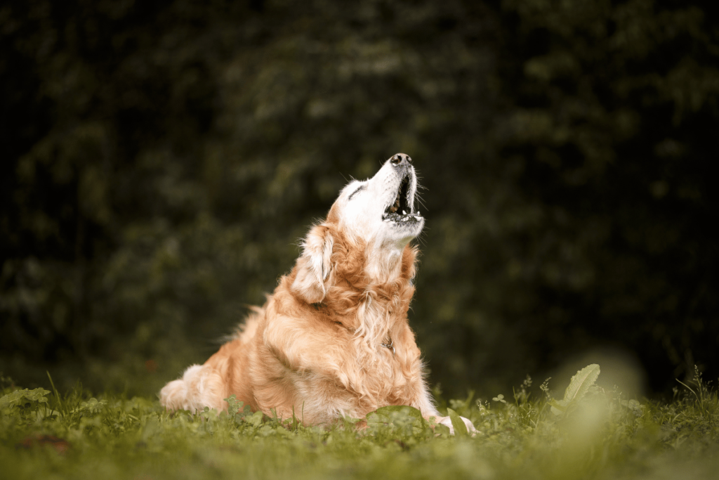 Jakie dźwięki wydają psy?