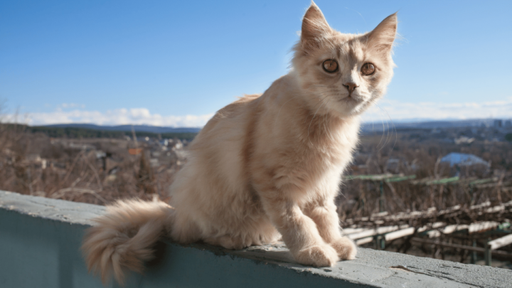 Kot na balkonie