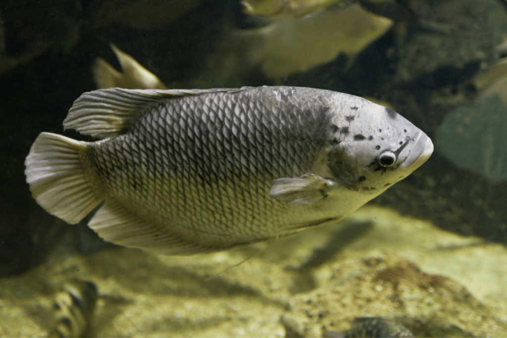 Ryby do dużego akwarium - Gurami olbrzymi