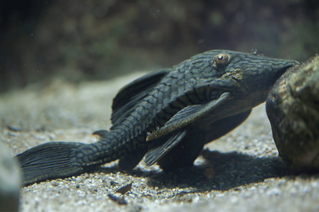 Ryby do dużego akwarium - Zbrojnik czarnopasy