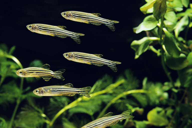Żywienie i zdrowie danio pręgowany