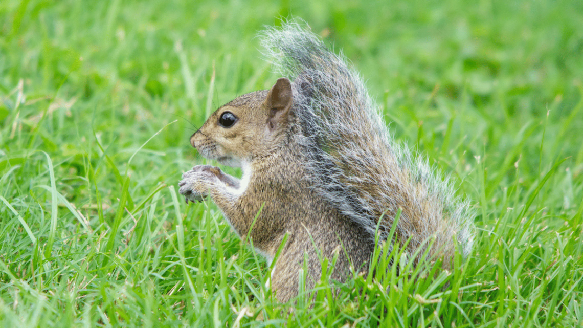 Żywienie i zdrowie wiewiórki szarej
