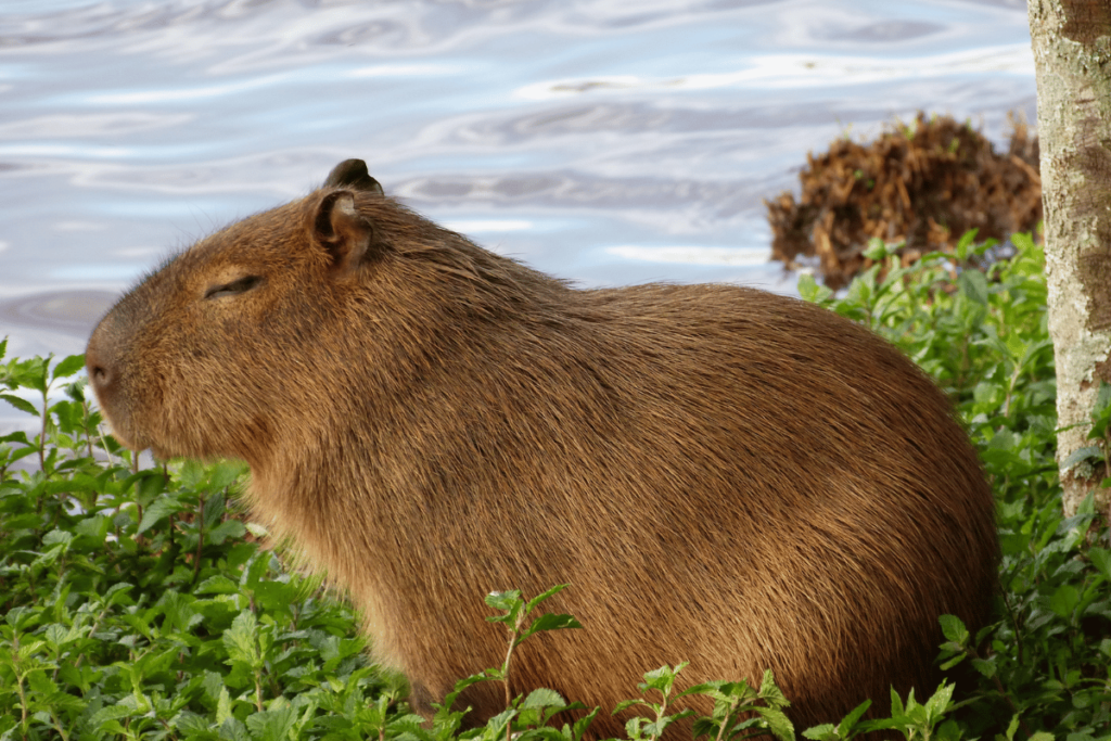 5 Ciekawostek o kapibarze wielkiej