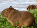 5 Ciekawostek o kapibarze wielkiej